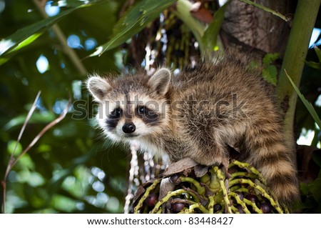 Baby Raccoon