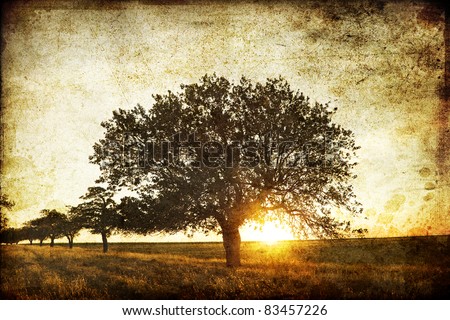 Tree in the summer field. Photo in old image style.