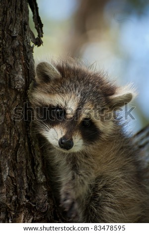 Raccoon Baby