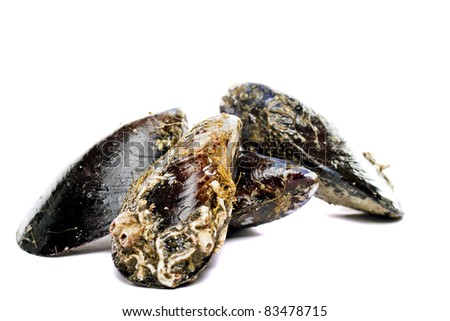 Close detail view of some blue mussel marine bivalve mollusk isolated on a white background. Royalty-Free Stock Photo #83478715