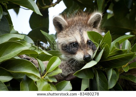 Raccoon Baby