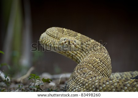 Mexican Rattlesnake
