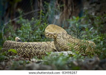 Mexican Rattlesnake