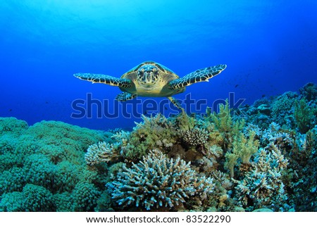 Hawksbill Sea Turtle glides over pristine coral reef