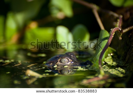 Alligator Hatchling