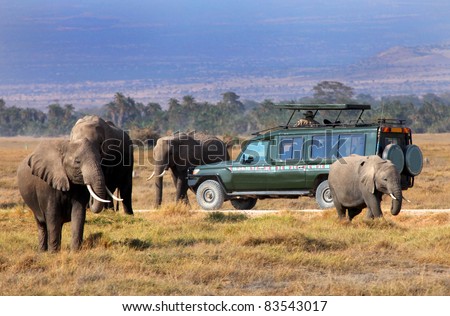 safari game drive with the elephants, masai mara  reserve in kenya, Africa