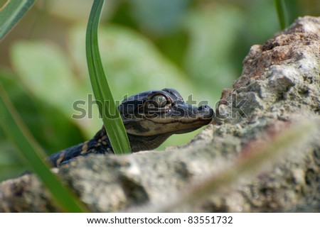 Alligator Hatchling