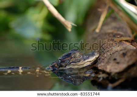 Alligator Hatchling