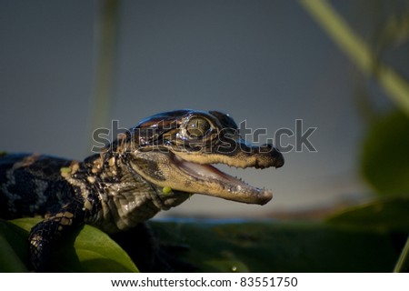 Alligator Hatchling