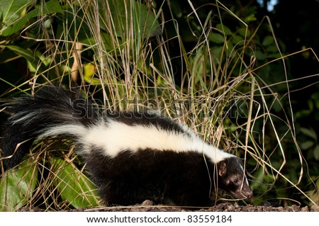 Skunk