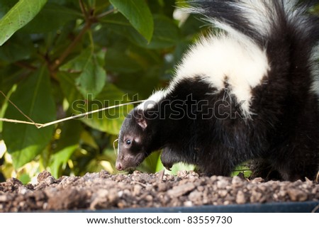 Skunk