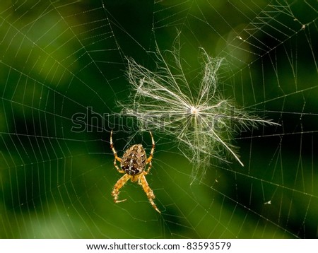 Cross Spider in web (Araneus diadematus)