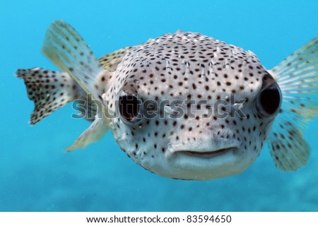 Giant Porcupine Puffer fish