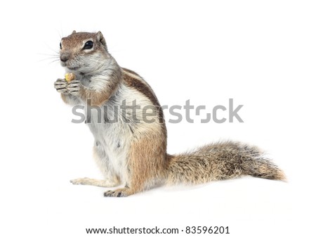 cute ground squirrel nibbling a nut