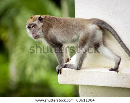 Monkey (Long-Tailed Macaque) in the wild having fun