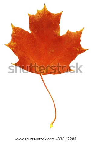 Autumn leaf  isolated on white background