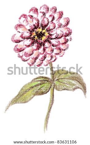 Flower of a Zinnia. Picture, pastel, hand-draw on white paper