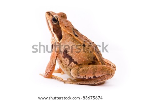 Rana arvalis. Moor frog on white background.