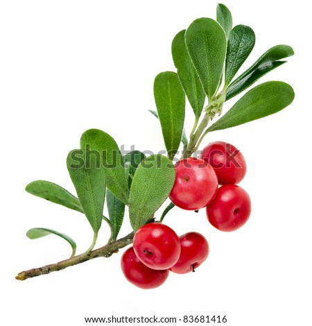 Bearberry ( Arctostaphylos Officinalis ) on white Royalty-Free Stock Photo #83681416