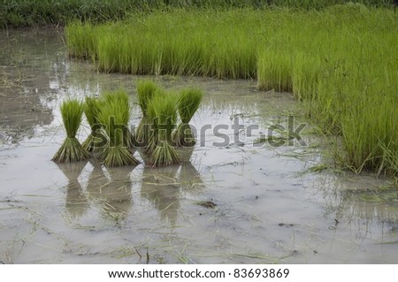 green rice plants preparation