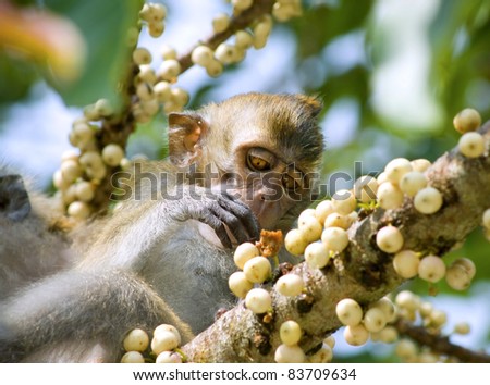 Monkey eating fruit in  forest,Penang, Malaysia