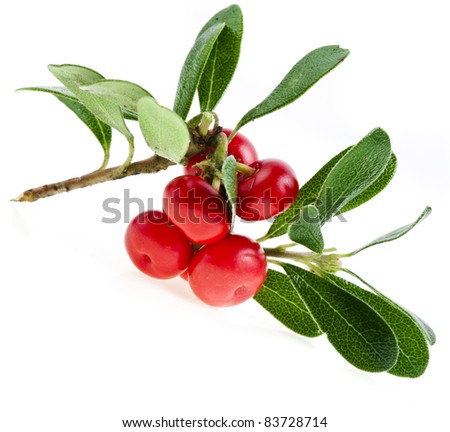 Bearberry ( Arctostaphylos Officinalis ) isolated Royalty-Free Stock Photo #83728714