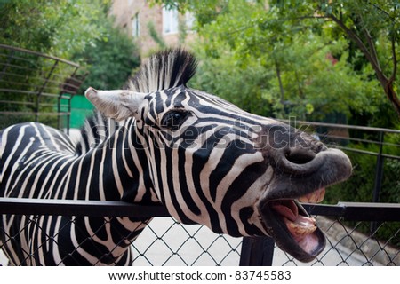 image of one funny zebra in zoo
