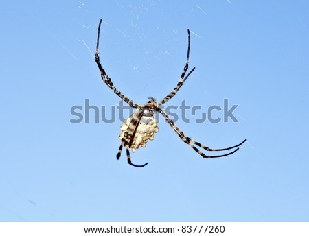 yellow spider with blue background