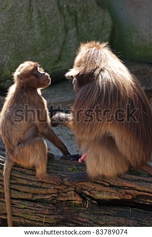 Gelada baboons before mating