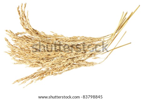 Ear of rice paddy isolated on white background Royalty-Free Stock Photo #83798845