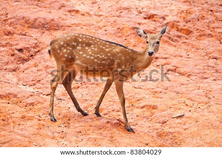 Fallow deer  close up