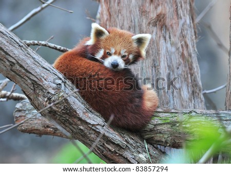  red panda, rare wild perched in tree branch looking , sichuan provence , southern china, asia similar panda bear protected endangered cute cuddly tourist red like possum or fox ears