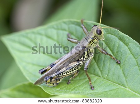 This is a picture of a grasshopper resting on a dogwood leaf in the summer.
