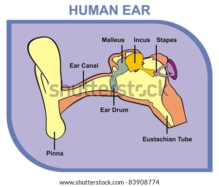 Human Ear - Including External, Middle & Outer Ear - Parts are Shown (Pinna, Ear Canal, Ear Drum, Malleus, Incus, Stapes, Eustachian Tube) - Useful For School, Medical Education and Clinics