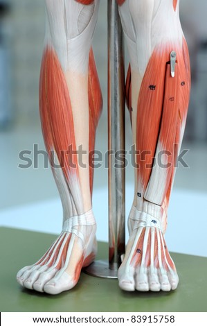 muscle anatomy of legs