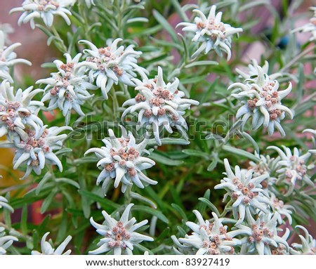 Famous alpine Edelweiss (Leontopodium alpinum)