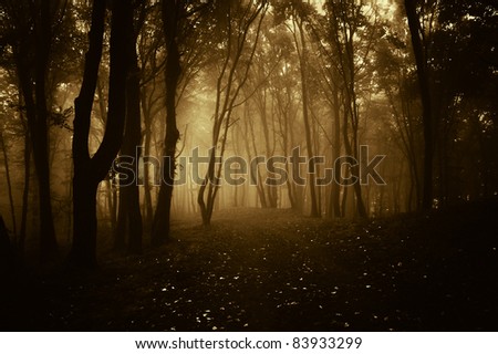 dark forest in autumn