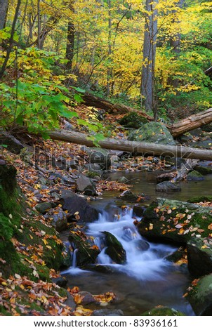 Autumn creek closeup with yellow maple trees and foliage on rocks in forest with tree branches.