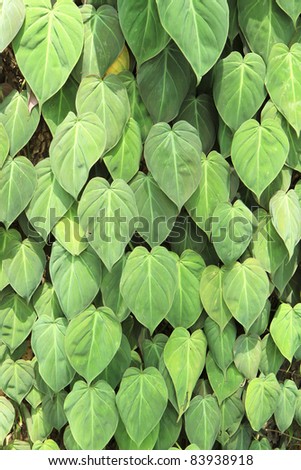 Green background leaves