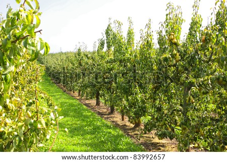 pear trees laden with fruit in an orchard in the sun Royalty-Free Stock Photo #83992657
