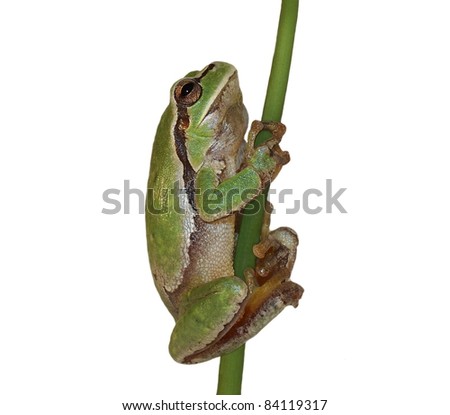 European tree frog isolated on white background, Hyla arborea
