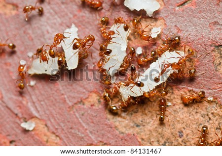 fire ant in nature or in the garden