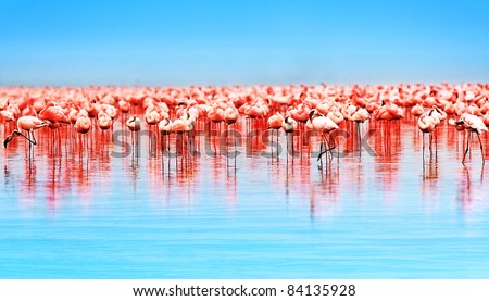 Flamingo birds in the lake Nakuru, African safari, Kenya Royalty-Free Stock Photo #84135928