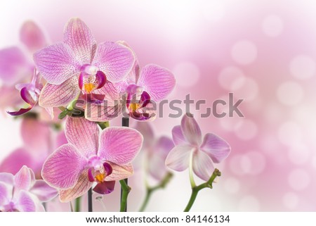 Orchid flower branch greeting card background