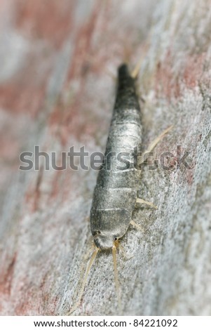 Silverfish sitting on wood, extreme close up with high magnification, focus on eyes