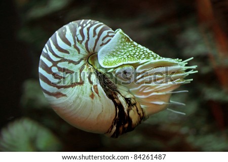 Nautilus pompilius or chambered nautilus, is a cephalopods with a prominent head and tentacles, its bony body structure is externalized as a shell. To swim, the nautilus draws water into and out. Royalty-Free Stock Photo #84261487