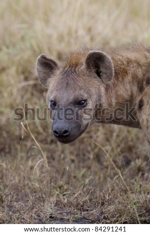 A spotted hyena on the plains of the Masai Mara.