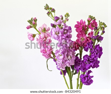 Brightly colored flowers isolated on a white background