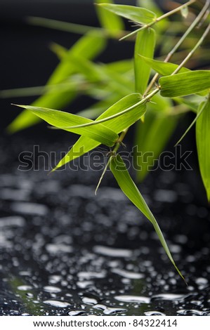 Still life concept -fresh bamboo leaves in water drops