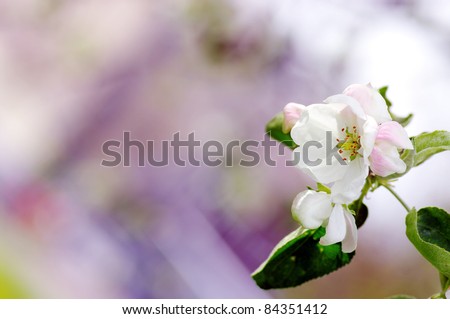 apple flowers over natural background
